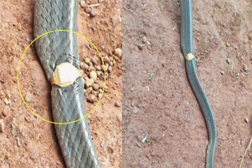 Rat snake